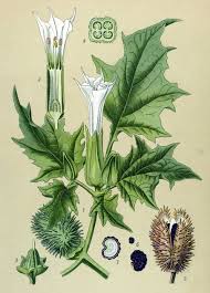 Image result for Datura