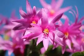 Christmas cactus (aka holiday & thanksgiving cactus) is a very popular blooming plant for the holidays. Is Christmas Cactus Poisonous To Cats Cat World