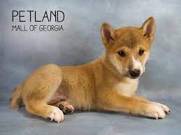 We did not find results for: Petland Has Sweet Puppies For Sale Petland Mall Of Georgia