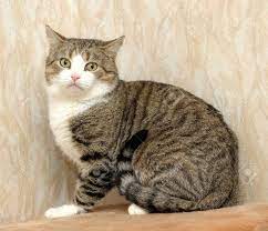 In europe, the european shorthair cat is widely considered to be the most popular breed of housecat. European Shorthair Cat Stock Photo Picture And Royalty Free Image Image 17264415