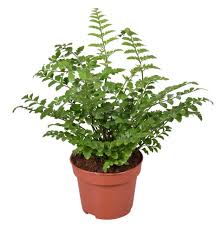Image result for sleziník Asplenium