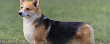 This one isn't for the faint of heart. Pembroke Welsh Corgi Dog Breed Profile Petfinder