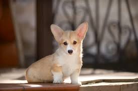Cook county, chicago, il id: We Have Pembroke Welsh Corgi Puppies You Ve Been Wanting Furry Babies