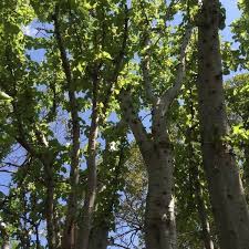 Image result for Obetia tenax