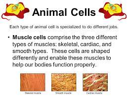 Check spelling or type a new query. Plant And Animal Cells Grade 4 Unit 3 Lesson 1 Topics Covered Cell Definition Parts Of Plant And Animal Cells Comparison Of Plant And Animal Cells Different Ppt Download