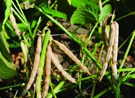 They are highly prolific and can be easily preserved for later consumption by canning or freezing the beans. How To Grow Adzuki Beans Growing Adzuki Beans Balcony Garden Web