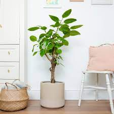 Ficus Altissima Yellow Gem Plants Patch