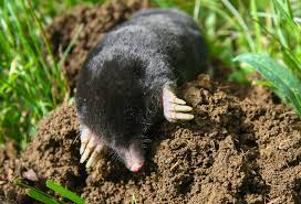 How To Get Rid Of Moles Using Home Remedies Mymove