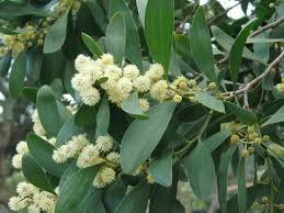 Image result for Acacia melanoxylon