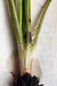 Image result for Isoetes alstonii