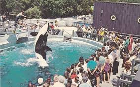 Check spelling or type a new query. Pin By Andrew Mooney On Rare Vintage Orca Photos Vancouver Aquarium Marine Aquarium Orca