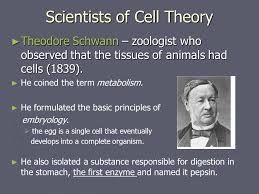 Animal cell structure animal cells are typical of the eukaryotic cell, enclosed by a plasma membrane and containing a membranebound nucleus and organelles. History Of Cell Discovery Microscope View Of Cells Robert Hooke First To See Cells 1663 Named Them Cells Because They Look Like Monk Quarters Ppt Download