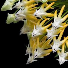 Image result for hoya multiflora
