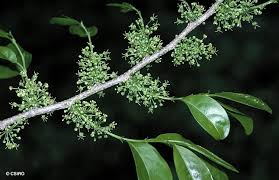 Image result for Margaritaria