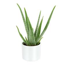 Soin De Ses Aleo Vera Video Plantes Bureau Plante Verte Aloes