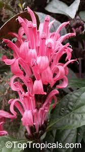 Image result for Justicia carnea