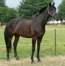 pin auf horses