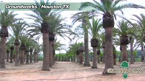 Date trees starting to grow in yard. Groundworks Texas Youtube