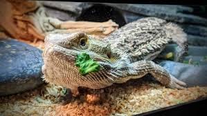 The flat green pads of the prickly pear cactus (actually the stems) are eaten like a vegetable. The Only Bearded Dragon Feeding Guide That You Ll Ever Need