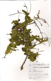 Image result for Combretum psidioides