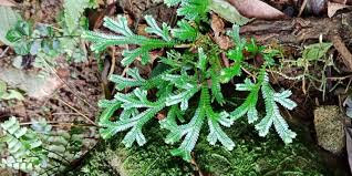Image result for Selaginella shabaensis