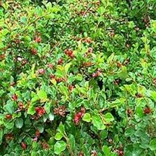 Leaves will age to green in the summer providing a two tone appearance of greens and burgundy. Shrubs And Perennials