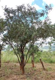 Image result for Bobgunnia madagascariensis