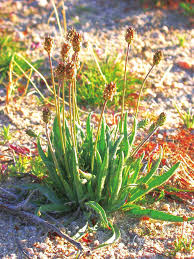 Image result for Sphaeranthus flexuosus