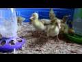 Duckling Care Advice For Beginners