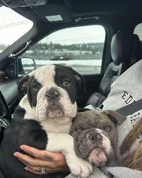 Shaffer's Bulldogs added a new photo.