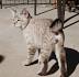American Bobtail Cat Breed Information, Pictures ...