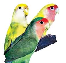They can keep you company for a long time because their average lifespan is 15 years. Caring For Your Lovebirds Cage Size Diet More Petco
