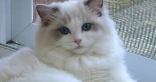 Black And White Kittens For Sale Essex Ragdolls Ragdoll Essex Ontario Cats Kittens Southwestern Ontario Windsor Toronto Michigan Ragdoll Kittens Ragdo Ragdoll Cat Ragdoll Kitten Cute Cats