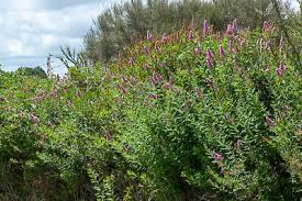 Image result for Spiraea billardii