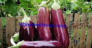 Terong bulat dapat dikonsumsi sebagai lalapan, sedangkan terong belanda bisa diolah menjadi jus. Terung Sawit Panduan Lengkap Tentang Cara Menanam Menanam Tumbuhan Harvest