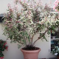 Image result for Breynia disticha