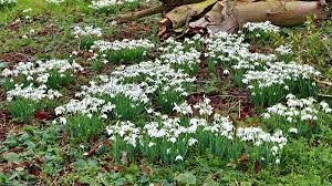 Check spelling or type a new query. Double Snowdrop Bulbs Galanthus Nivalis Flore Pleno Woodland Bulbs