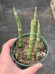 Image result for Sansevieria dooneri