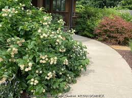 Image result for Cephalanthus