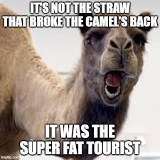 Gordon ramsay what do you think of my journal the straw that broke the camel's back? Camel Imgflip