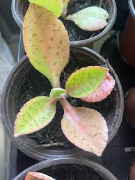 Image result for Kalanchoe gastonis-bonnieri