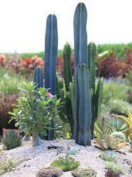 Watch out for these ones. Cacti And Succulents For Borders And Accents Hgtv