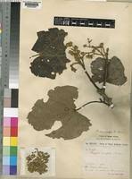 Image result for Pterygota mildbraedii