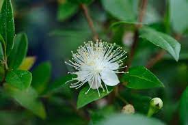 Myrtus Communis Bbc Gardeners World Magazine