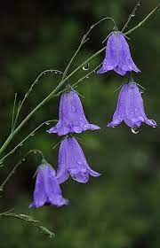 Joy Of Nature Harebells After Rain Campanula Rotundifolia By Plantas De Lavanda Mejores Flores Flores Bonitas