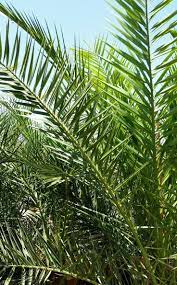 Dig In Grow Green Palms In The Desert Canary Island Date Palm Trees To Plant Palm Trees