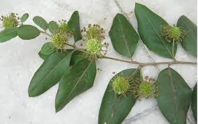 Image result for Anogeissus