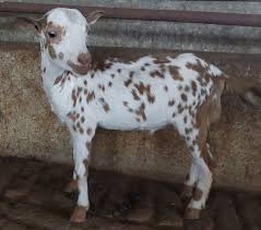Pin On Goats