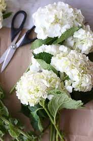 9 Facts Every Hydrangea Lover Needs To Know Easy Hydrangea Garden Shrubs Hydrangea