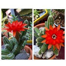 The flower owing to its yellow colour requires grafting onto a green plant to survive. Peanut Cactus In Bloom Succulents